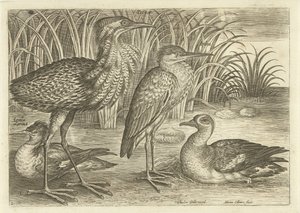 Fire vadefugler langs en elvebredd Fugler (serietittel) Avivm vivae (serietittel) av Adriaen Collaert
