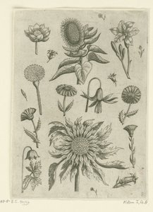 Solsikke og andre blomster. Florilegium (serietittel) av Adriaen Collaert
