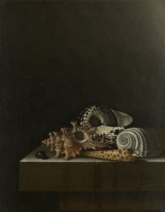 Skjell på en steinsokkel av Adrian Coorte