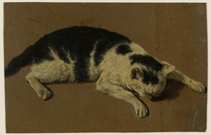 Katt liggende med hodet mellom forbena av Adriaen van de Velde (attributed to)