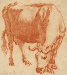 En ku på beite, ca. 1663 (rød kritttegning)
