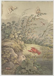 Vannstykke med krabbe, sommerfugler, øyenstikkere og havtorn, ca. 1800.
