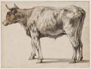 En stående ung okse av Aelbert Cuyp