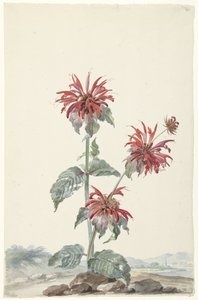 En rød bergamott i et landskap av Aert Schouman (signed by artist)