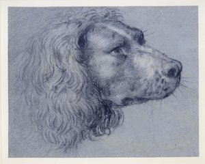 Hodestudie av en spaniel av Agostino Carracci