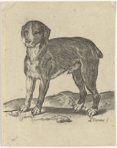 Stående hund av Agostino Carracci