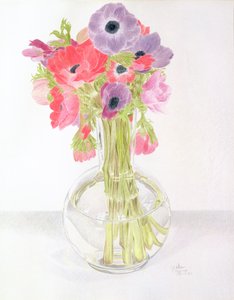 Anemonies, 1982 (farget blyant på papir)