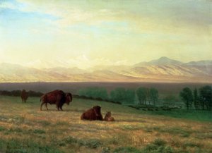 Buffalo on the Plains, ca. 1890 av Albert Bierstadt