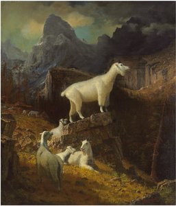 Rocky Mountain Goats, ca. 1885 (olje på lerret) av Albert Bierstadt