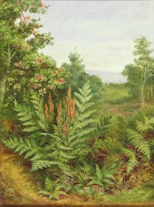 Honeysuckle og bregner av Albert Durer Lucas