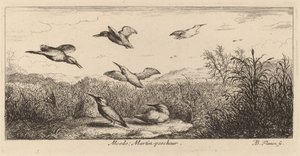 Alcedo, Kingfisher