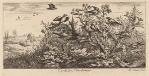 Carduelis, gullfinken av Albert Flamen