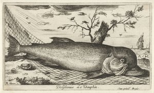 Delfin i et fiskegarn Delphinus Le Dauphin. (tittel på objekt) Fisk og andre sjødyr - saltvann tredje serie (serietittel) Poissons de mer (serietittel) av Albert Flamen