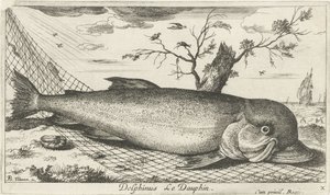 Delfin i et fiskegarn Delphinus Le Dauphin. (tittel på objekt) Fisk og andre sjødyr - saltvann tredje serie (serietittel) Poissons de mer (serietittel) av Albert Flamen