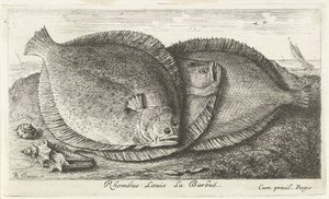 Tre unger på stranden Rhombus Laeuis La Barbuë (tittel på objekt) Fisk og andre sjødyr - saltvann tredje serie (serietittel) Poissons de mer (serietittel) av Albert Flamen