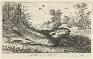 Tre chubs på en elvebredd cephalus. Le Meunier. (tittel på objekt) Fisk og andre sjødyr - ferskvanns første serie (serietittel) Diverse Especes de Poissons d