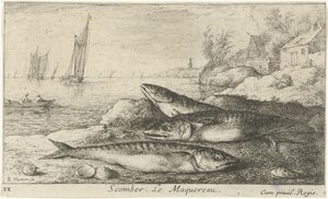Tre makreller på stranden Scomber. Le Maquereau. (tittel på objekt) Fisk og andre sjødyr - saltvanns første serie (serietittel) Diverse Especes de Poissons de mer (serietittel) av Albert Flamen