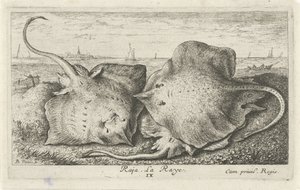 Tre stråler på stranden raja. La Raye. (tittel på objekt) Fisk og andre sjødyr - saltvanns andre serie (serietittel) Poissons de mer (serietittel) av Albert Flamen