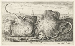 Tre stråler på stranden raja. La Raye. (tittel på objekt) Fisk og andre sjødyr - saltvanns andre serie (serietittel) Poissons de mer (serietittel) av Albert Flamen