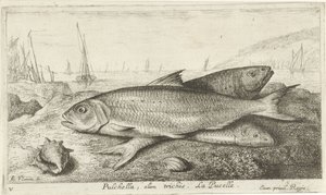 Tre fisker på stranden Pulchella, olim trichis. La Pucelle. (tittel på objekt) Fisk og andre sjødyr - saltvanns første serie (serietittel) Diverse Especes de Poissons de mer (serietittel)