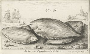 Tre såler på stranden Solea siue Lingulaca. La Solle. (tittel på objekt) Fisk og andre sjødyr - saltvann tredje serie (serietittel) Poissons de mer (serietittel) av Albert Flamen