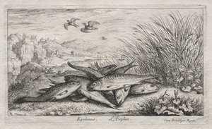 Ferskvannsfisk, del II: Epelanus, L