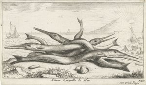 Festet på stranden Admos. Lesguille de Mer. (tittel på objekt) Fisk og andre sjødyr - saltvann tredje serie (serietittel) Poissons de mer (serietittel) av Albert Flamen