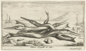 Festet på stranden Admos. Lesguille de Mer. (tittel på objekt) Fisk og andre sjødyr - saltvann tredje serie (serietittel) Poissons de mer (serietittel) av Albert Flamen