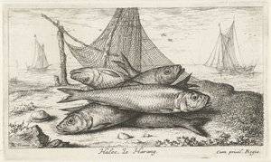 Sild i et fiskegarn Halec, Le Harang. (tittel på objekt) Fisk og andre sjødyr - saltvanns andre serie (serietittel) Poissons de mer (serietittel)