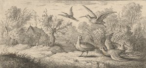 Rusticula, Beccasse The Woodcock: Livre d'Oyseaux Book of Birds, 1655-1660.