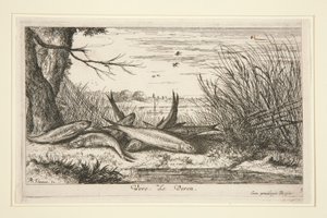 The Loach, fra den andre delen av Fresh Water Fish-serien.