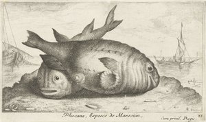 To niser på stranden Phoca Na, Espèce de Marsoüin, (tittel på objekt) Fisk og andre sjødyr - saltvann tredje serie (serietittel) Poissons de mer (serietittel) av Albert Flamen