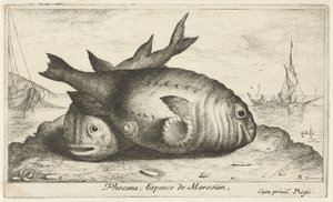 To niser på stranden Phocana, Espesce de Marsoüin, (tittel på objekt) Fisk og andre sjødyr - saltvann tredje serie (serietittel) Poissons de mer (serietittel)