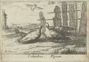 To duer ved et gjerde Columbus. Due. (tittel på objekt) Tretten fuglearter (serietittel) Diuersae Auium Specie (serietittel) av Albert Flamen