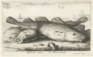 To torsker på stranden Molucius piscis. Le Morue Fraiche. (tittel på objekt) Fisk og andre sjødyr - saltvanns andre serie (serietittel) Poissons de mer (serietittel) av Albert Flamen