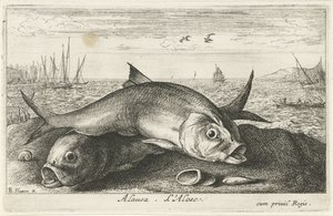 To maifisker på stranden Alausa. L'Alose (tittel på objekt) Fisk og andre sjødyr - saltvanns andre serie (serietittel) Poissons de mer (serietittel) av Albert Flamen