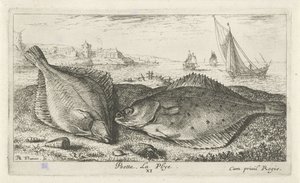 To flatfisk på stranden psetta. La Plye. (tittel på objekt) Fisk og andre sjødyr - saltvanns andre serie (serietittel) Poissons de mer (serietittel) av Albert Flamen