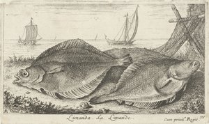 To dabber på stranden limanda. La Limande. (tittel på objekt) Fisk og andre sjødyr - saltvann tredje serie (serietittel) Poissons de mer (serietittel) av Albert Flamen