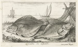 To dabber på stranden limanda. La Limande. (tittel på objekt) Fisk og andre sjødyr - saltvann tredje serie (serietittel) Poissons de mer (serietittel) av Albert Flamen