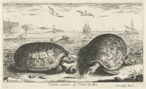 To skilpadder på stranden Testudo marina; La Tortuë de Mer (tittel på objekt) Fisk og andre sjødyr - saltvanns andre serie (serietittel) Poissons de mer (serietittel) av Albert Flamen