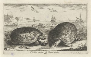 To skilpadder på stranden Testudo marina; La Tortuë de Mer (tittel på objekt) Fisk og andre sjødyr - saltvanns andre serie (serietittel) Poissons de mer (serietittel) av Albert Flamen