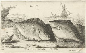 To rødspetter på stranden Flesus siue Fleteletus. La flez. (tittel på objekt) Fisk og andre sjødyr - saltvanns første serie (serietittel) Diverse Especes de Poissons de mer (serietittel) av Albert Flamen