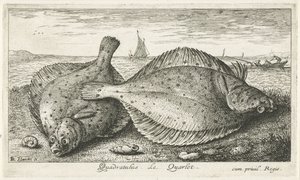 To rødspetter på stranden Quadratulus. LeQuarlet. (tittel på objekt) Fisk og andre sjødyr - saltvann tredje serie (serietittel) Poissons de mer (serietittel) av Albert Flamen