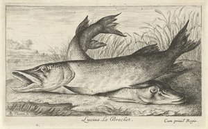 To gjedder på en elvebredd Lucius. Le Brochet. (tittel på objekt) Fisk og andre sjødyr - ferskvanns første serie (serietittel) Diverse Especes de Poissons d
