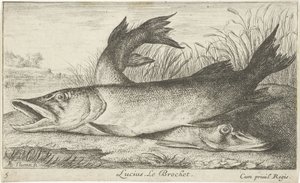 To gjedder på en elvebredd Lucius. Le Brochet. (tittel på objekt) Fisk og andre sjødyr - ferskvanns første serie (serietittel) Diverse Especes de Poissons d