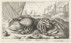 To edderkoppkrabber nær et fiskenett Araneus Marinus Aragnée de Mer (tittel på objekt) Fisk og andre sjødyr - saltvanns andre serie (serietittel) Poissons de mer (serietittel) av Albert Flamen