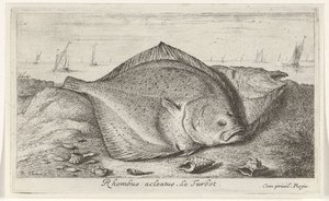 To piggvar på stranden Rhombus acleatus. Le Piggvar. (tittel på objekt) Fisk og andre sjødyr - saltvann tredje serie (serietittel) Poissons de mer (serietittel) av Albert Flamen