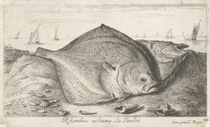 To piggvar på stranden Rhombus acleatus. Le Piggvar. (tittel på objekt) Fisk og andre sjødyr - saltvann tredje serie (serietittel) Poissons de mer (serietittel) av Albert Flamen
