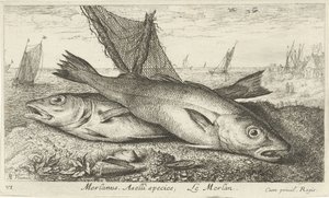 To hvittinger på stranden Merlanus. Aselli-art, Lemerlan. (tittel på objekt) Fisk og andre sjødyr - saltvanns første serie (serietittel) Diverse Especes de Poissons de mer (serietittel) av Albert Flamen