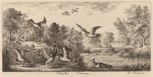 Vanellus, lappvingen av Albert Flamen